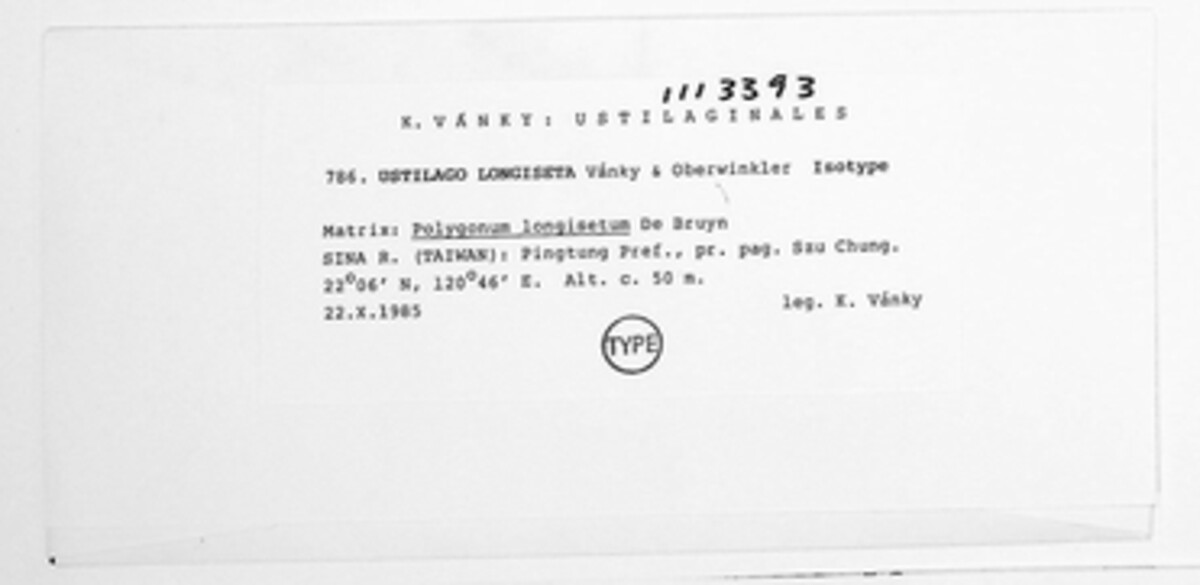 Microbotryum longisetum image